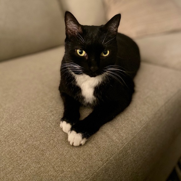 Meet your Posher, Britnee - Picture 4 of 6